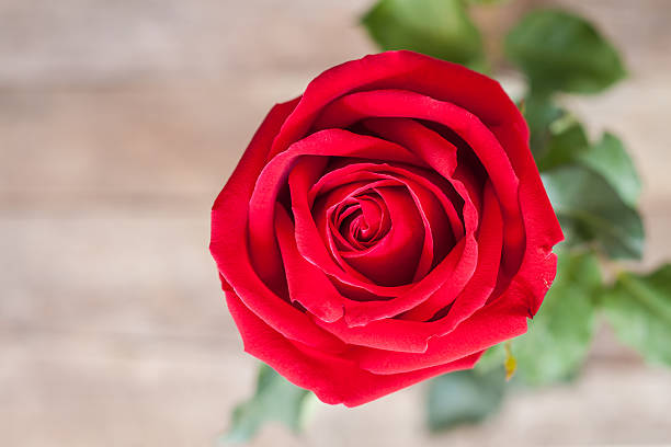 istock Red roses on wood background 536134863