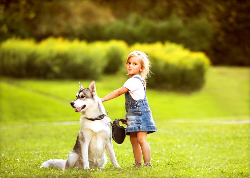 little girl in the park their home with a dog Husky