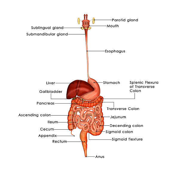 Human Digestive System In the human digestive system, the process of digestion has many stages, the first of which starts in the mouth (oral cavity). Digestion involves the breakdown of food into smaller and smaller components which can be absorbed and assimilated into the body. human duodenum stock pictures, royalty-free photos & images