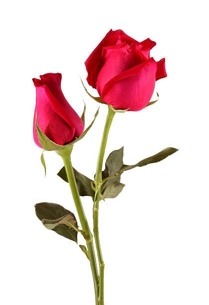 istock bunch of red roses 536135907