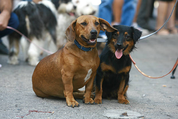 istock Dog show mixed blood 536137527