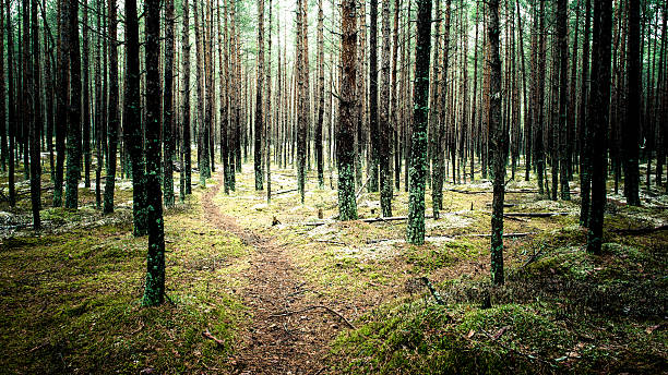 istock trail in the winter pine tree forest - instant vintage 536140637