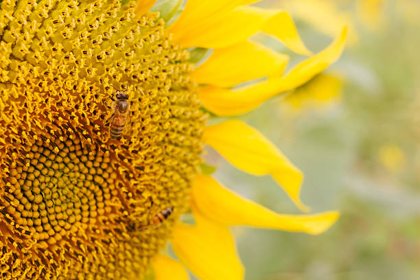 istock honey bee on flower against green background 536141371
