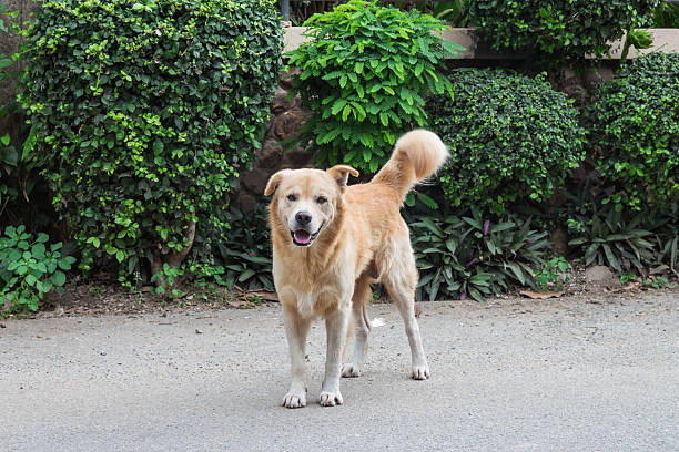 istock thia dog smile in garden 536142123