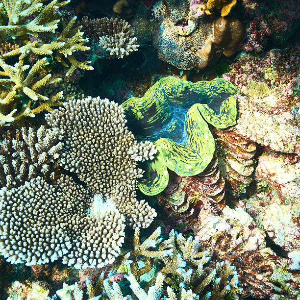 istock Giant clam at the tropical coral reef 536168665