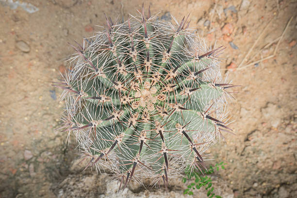 istock Cactus desert plant 536169445