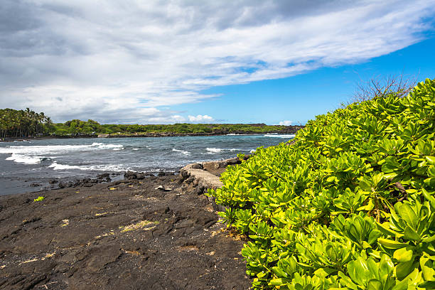 istock Succulents on the Black Sand Beach, Hawaii 536169959