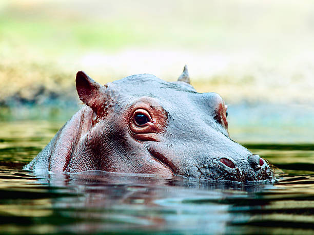 jeune hippo - lake manyara national park photos et images de collection