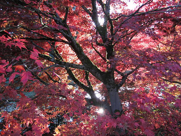 습지 단풍 나무 - maple keys branch sky maple tree 뉴스 사진 이미지