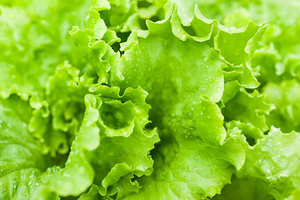 Green lettuce stock photo