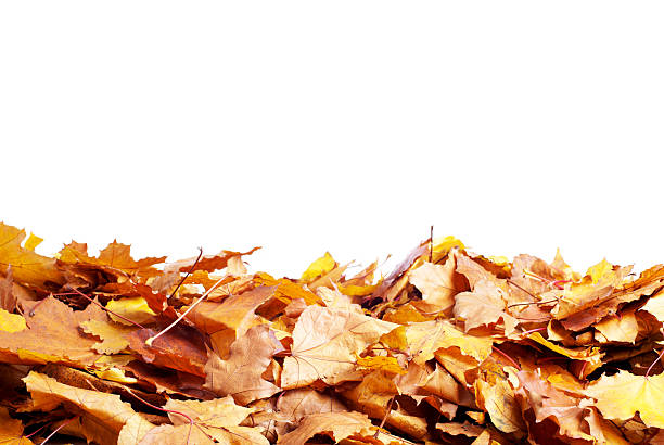 istock yellow leaves isolated on white background 536174145
