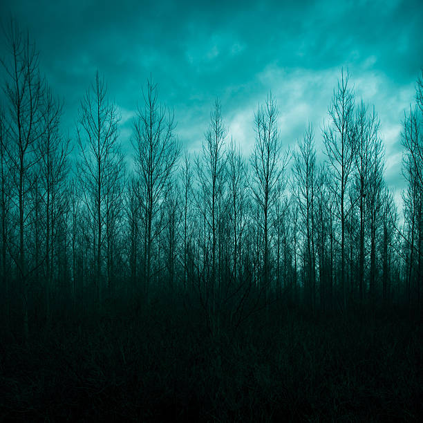 istock Silhouette of pine forest with mystic sky 536189735