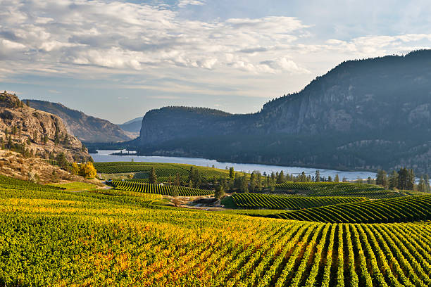 istock Vineyard Okanagan Valley McIntyre Bluff 536189987