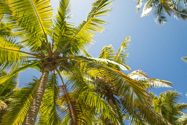 istock Palm trees in Fiji. 536189999