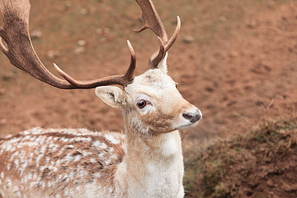 damhirsch buck im park - fallow deer fawn deer fallow field stock-fotos und bilder