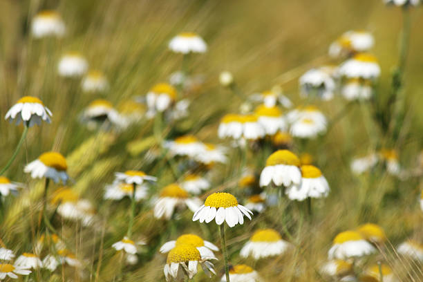 istock chamomile flowers close up nature background 536190975