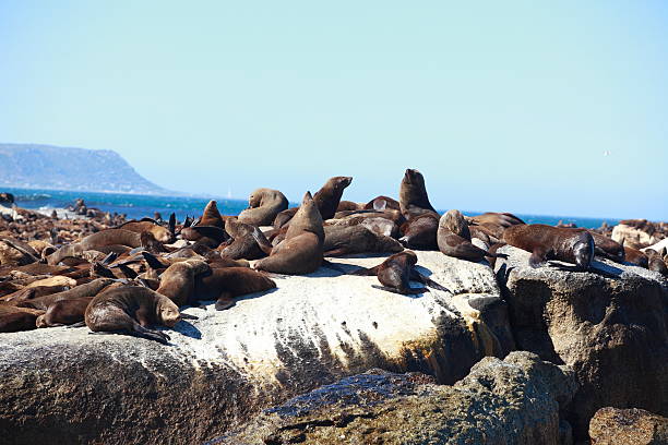 istock sea lion resting on rock 536190985