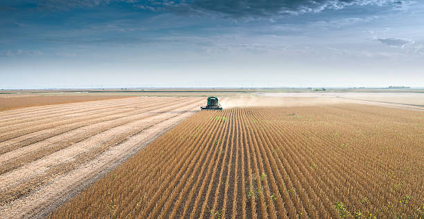 istock Harvesting of soy bean field 536191771