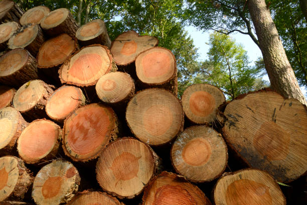 istock Logs at a footpath in the woods 536191919