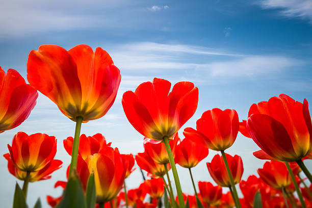 istock red tulips against a blue sky 536192377