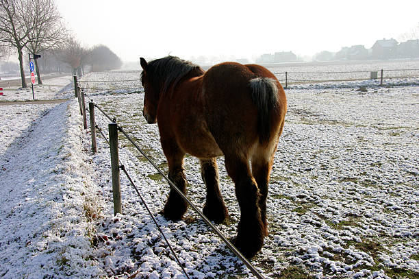 caballo belga en el invierno. - belgian horse fotografías e imágenes de stock