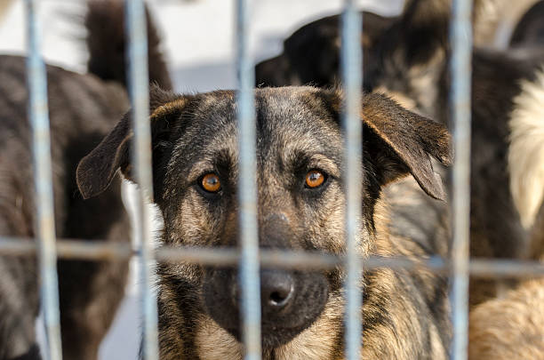 istock Animal Shelter Facesan 536194291