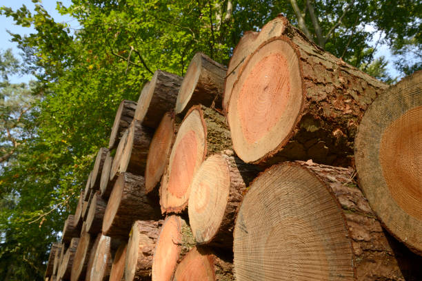 istock Logs in the woods, close-up 536194309