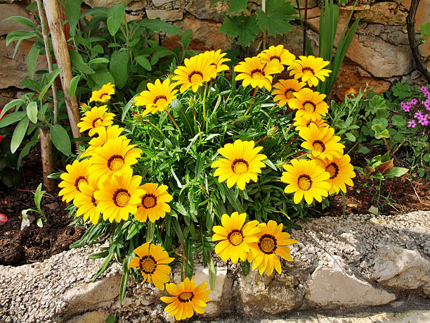Native to South Africa, Gazania, also called Treasure flower or African daisy, is a perennial exhibiting brightly colored daisy-like flowers such as red, yellow, orange, pink and white. The flower can also be two-tone or multi-colored. Showy blooms appear in early summer through early fall.