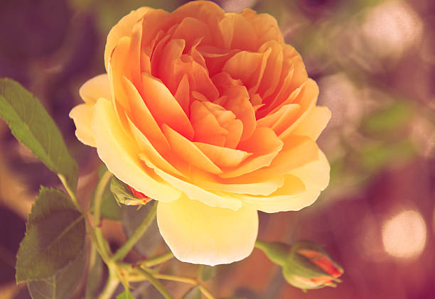 istock yellow rose in the garden. 536194449