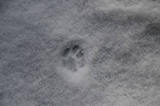 istock cat's footprint in snow 536194911