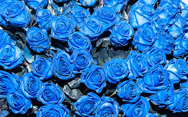 istock Colorful blue roses 536196489