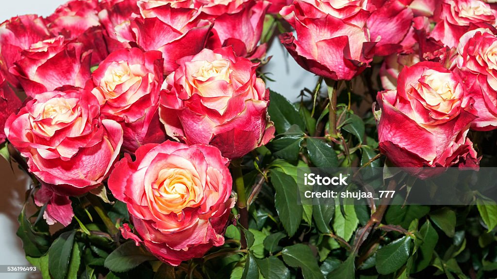 Red roses Full and fresh red rose flowers top view 2015 Stock Photo