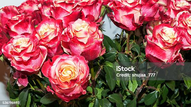 Red Roses Stock Photo - Download Image Now - 2015, Abundance, Beauty