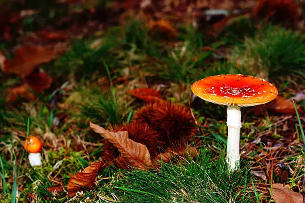 Autumn fly agaric and chestnuts