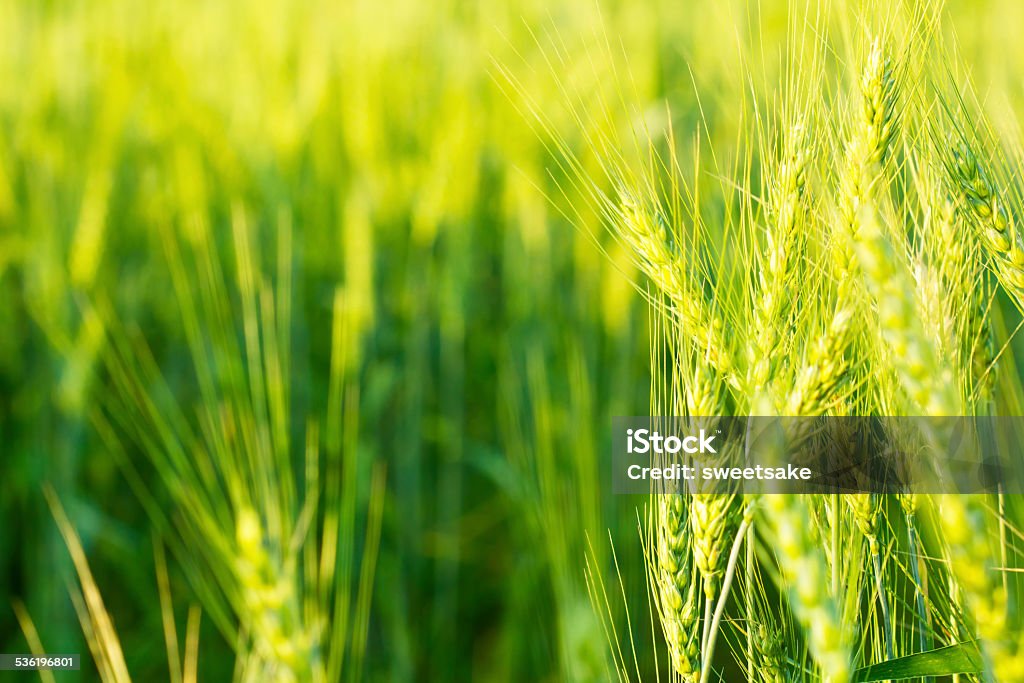 green barley background 2015 Stock Photo