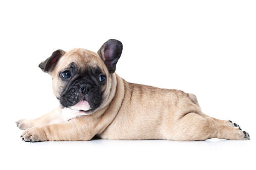 Cute little French bulldog puppy lying on white background and looks up to something.