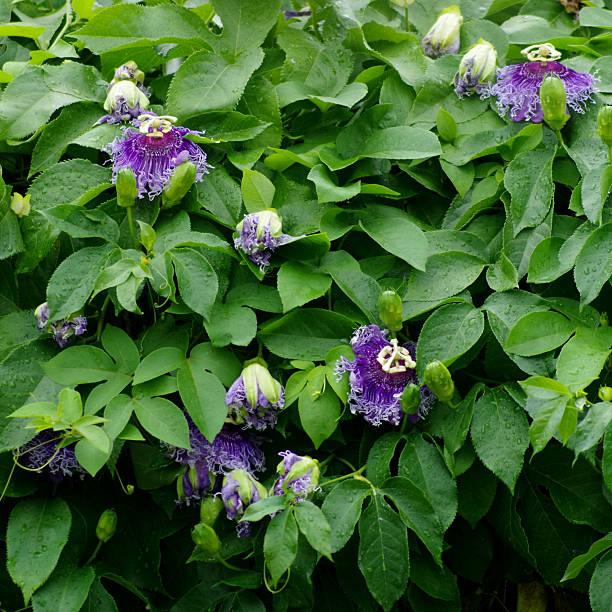 istock Passion Flower, Passiflora x alato-caerulea Lindl. 536215609