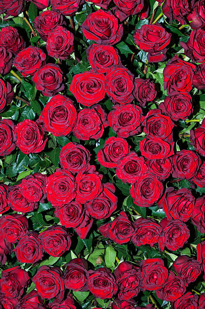 Colorful scarlet roses