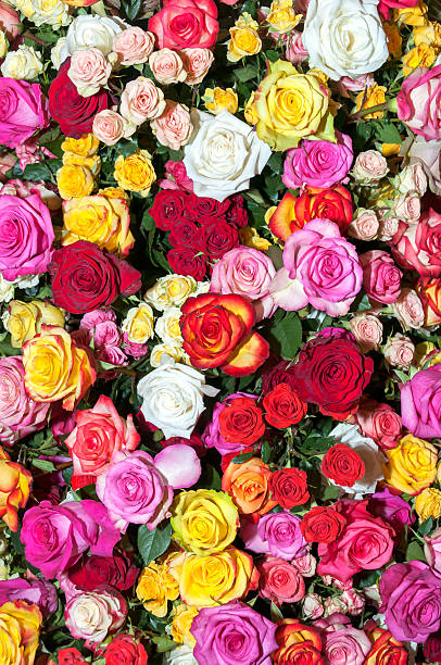 kolorowe róż - spring nature life events arrangement zdjęcia i obrazy z banku zdjęć