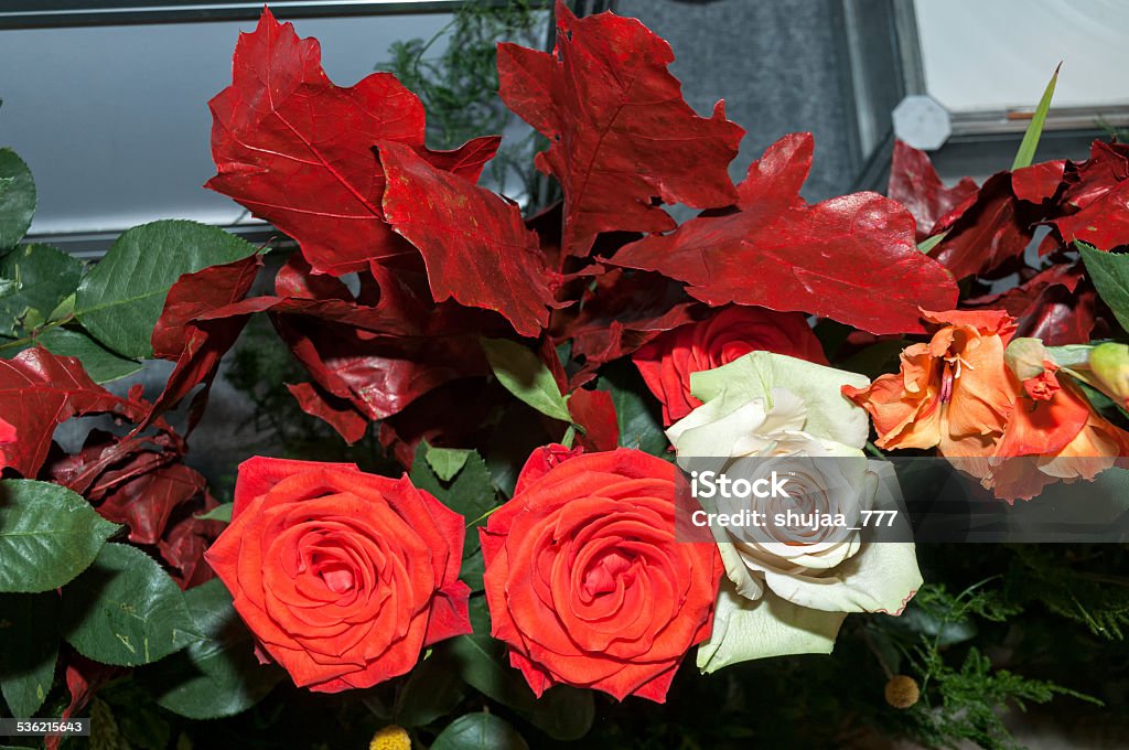 Three colorful red and white roses Three red and white roses ornated by colorful leaves close up view 2015 Stock Photo