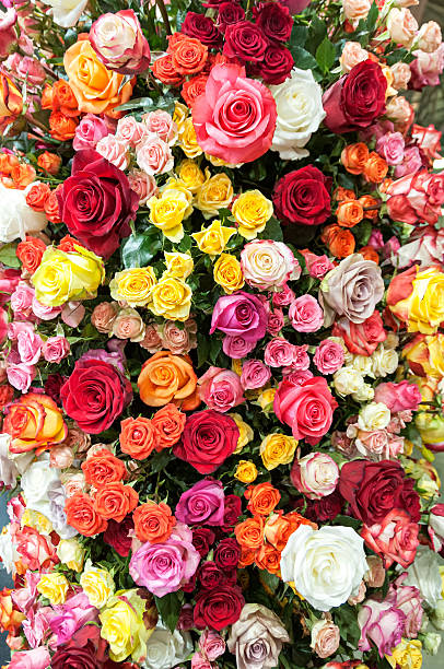 kolorowe róż - spring nature life events arrangement zdjęcia i obrazy z banku zdjęć