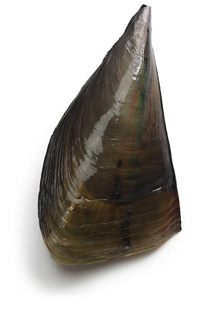 pacific pen shell, atrina pectinata, tairagi isolated on white background