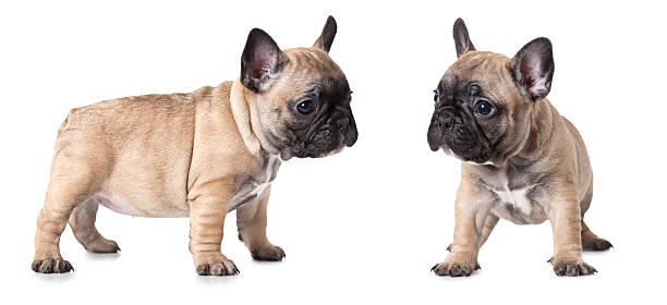 istock French bulldogs puppies over white 536216527