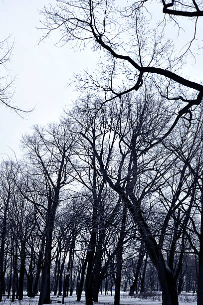 rami di alberi su sfondo di un cielo invernale - crossprocesed foto e immagini stock