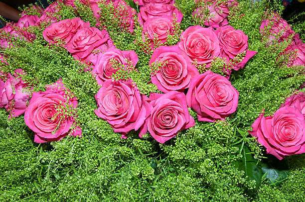 Colorful pink roses