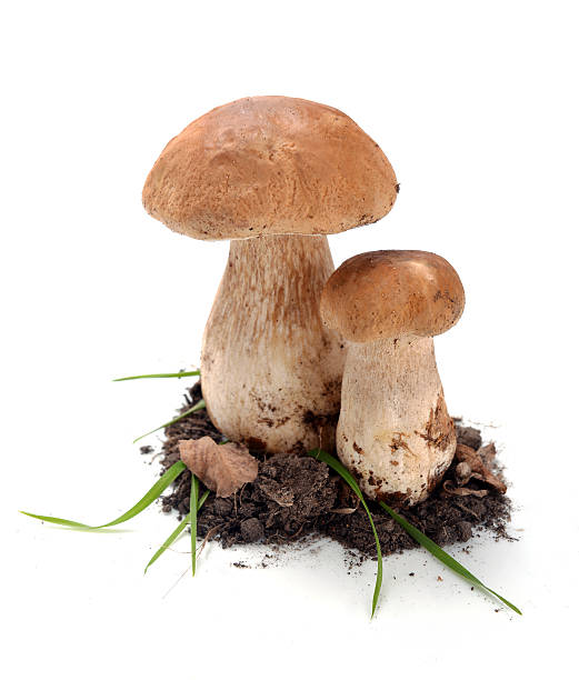 istock ceps mushrooms in the ground 536218643