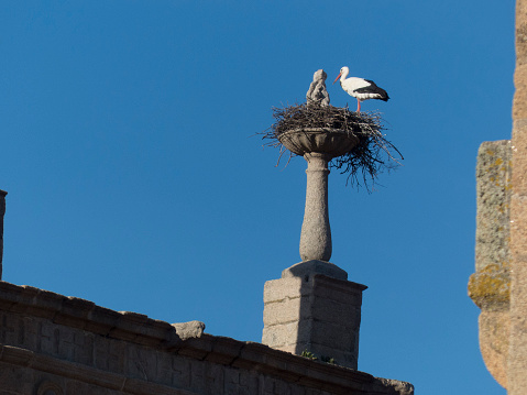 Stork in nest on top of pedestal,Lisbon,Portugal