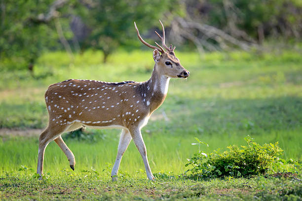 Wild Spotted deer stock photo
