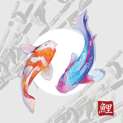 Japanese watercolor carps koi swimming. Vector format. Calligraphic simbol of carp.