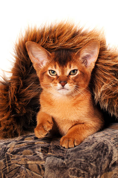 istock Lovely abyssinian kitten portrait 536220537